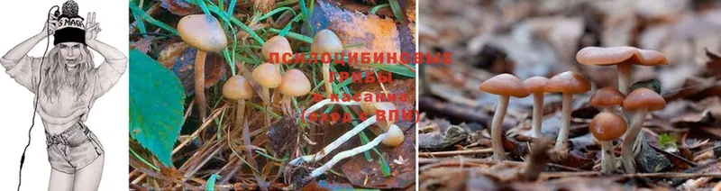 Псилоцибиновые грибы MAGIC MUSHROOMS Назрань